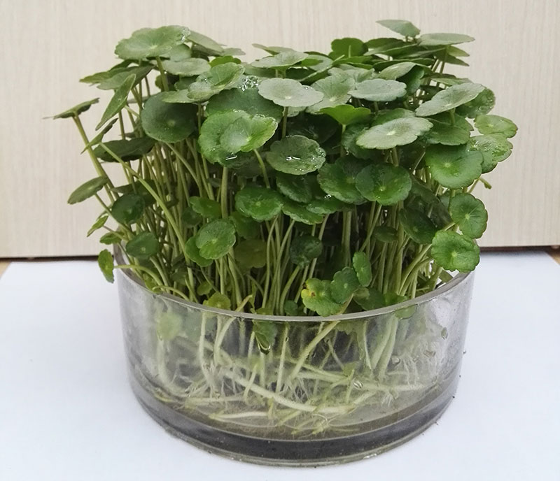 水培铜钱草.jpg