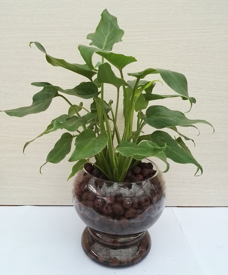 小水培滴水观音.jpg