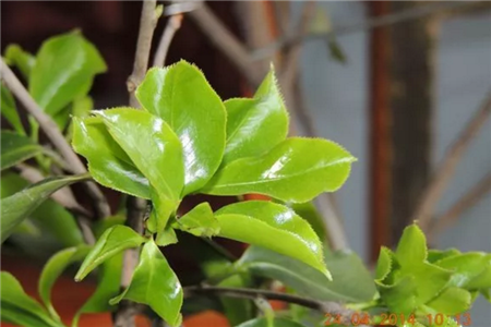 茶花 茶花