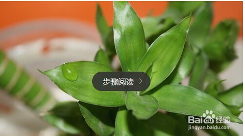 水养富贵竹养殖方法与注意事项