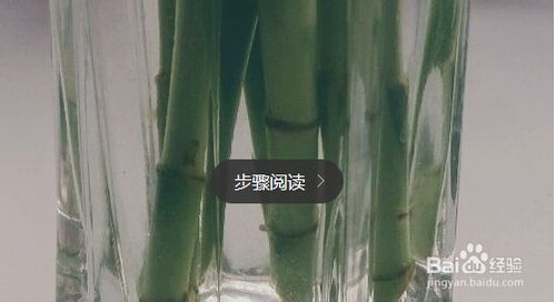 水养富贵竹养殖方法与注意事项