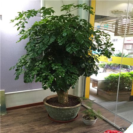 长势超好的富贵树