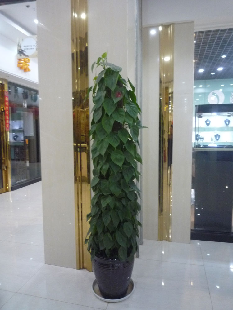 楦″績缁胯悵锛堥粦锛�.jpg